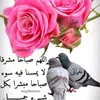 ali__vz
