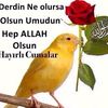 yalnz.oo1