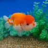 fruitsfish2
