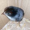 tinyhatch