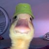lil_duck_qwack