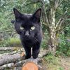 cat.davis5