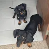 OChocoSalsichinha