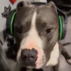 Dog_Mom3