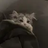_thpuu_