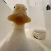 userlafvaydo