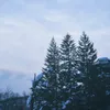 すだこさん