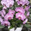 ending.orchid