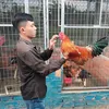 pham_tinh1991