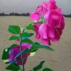 alsbephn