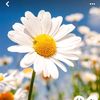 floverrrr1