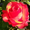 heike0608
