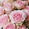 jacqueline.duplis