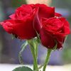 user818901960