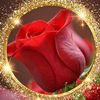 iman37420