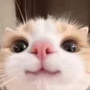 skimintoiet
