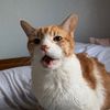 Cheeto