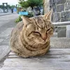 amaterasnaneko