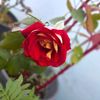 guller_alemi_official