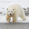 polarbear2222