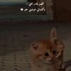 الغدر💔