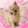 catluvrr56