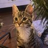 Lil Kitty Koda