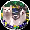 agorasomos3gatos