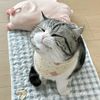 chanastore.id