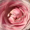 rosesarebloomed