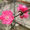 nguyenquanghai111o