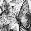 amo.las_mariposas