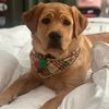 rileyredfoxlab