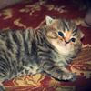 vinkmeow2.0