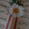 mohamedchebcheb5