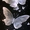 butterfly_whimsy