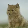 poonguin1