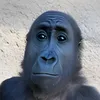 SalamalekoMacho