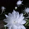 ayangmu69946