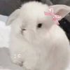 sirine__564894