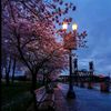 hanaaabdelnaser7