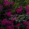 __elmeem7