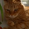 cat_sem45542