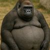fatmonke777777