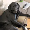 my_dog118