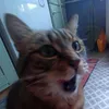 silly_kitty._8