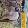 edward.fouraker3