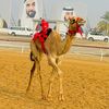 Al Wathba camels