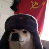 perro_sovietico_1738