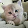 bl0ss0mu